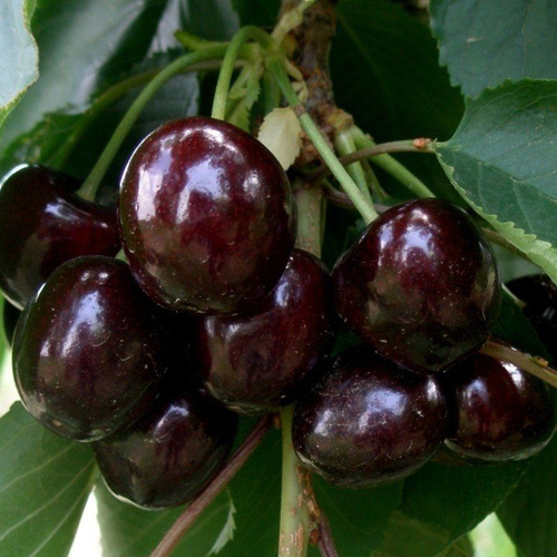Сорт Блек стар (15-25 июня)