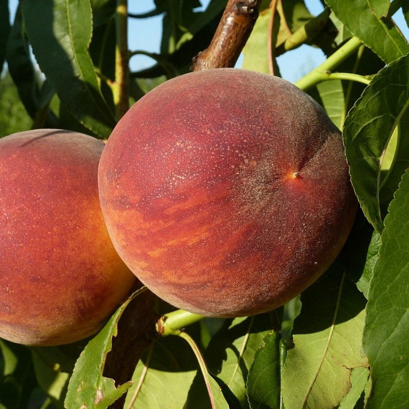 Сорт Фархат (Поздний)