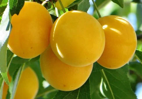 Сорт Золотая капля (Поздний)