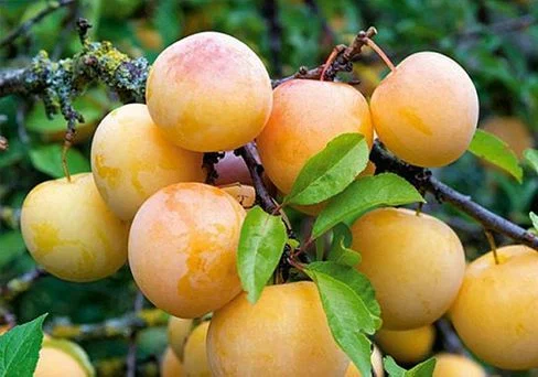 Сорт Голден Плумза (Средний)