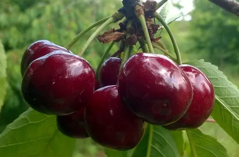 Сорт Регина (13-15 июля)