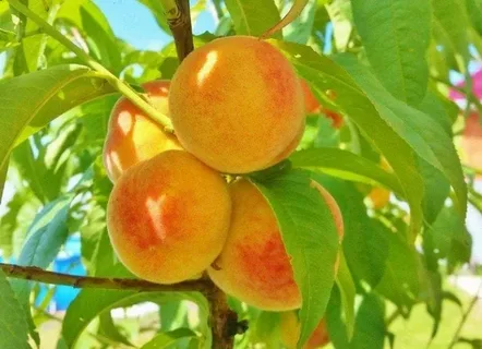 Сорт Золотая Осень (Поздний)