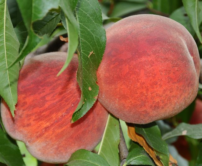 Сорт Вавиловский