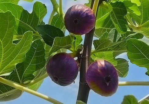 Лардаро
