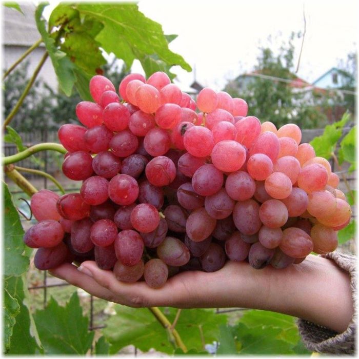 Велес (Кишмиш)